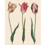 dp_dutchtulips_4